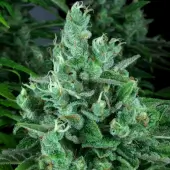 Kandy Kush
