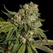 Kosher Kush