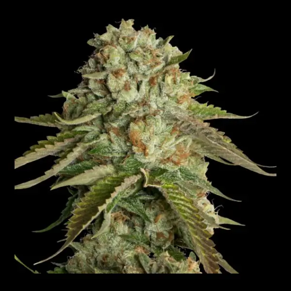 Kosher Kush