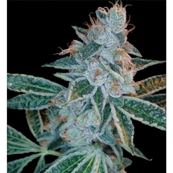 Lemon Og Kush
