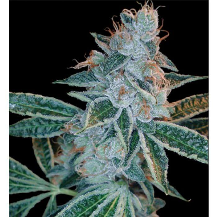 Lemon OG Kush