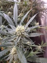 Strawberry Banana