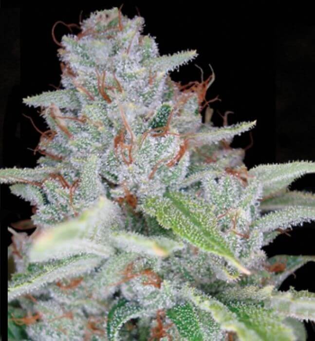 Skywalker Kush flowering cannabis, as labeled by the cited photo source