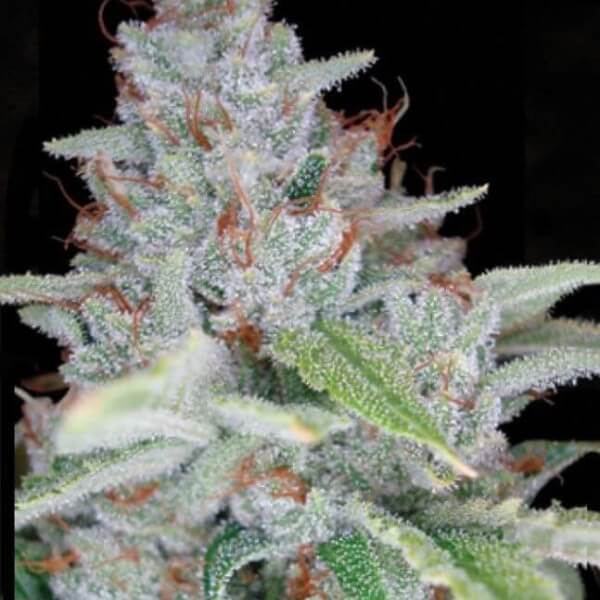 Skywalker Kush