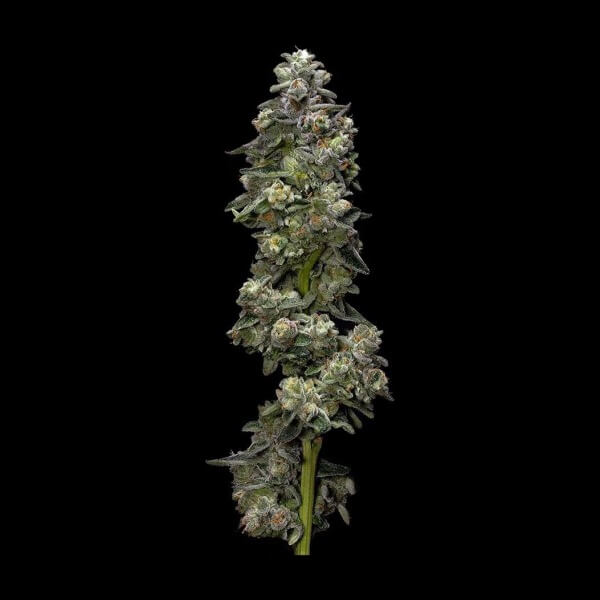 Bakers Delight Auto