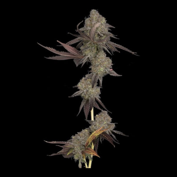 DNA Cake Auto