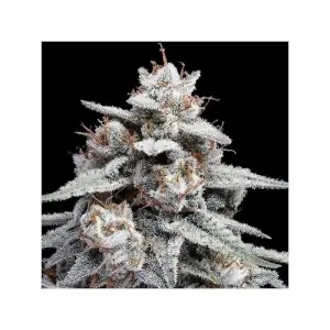Auto Skywalker Kush