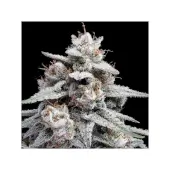 Auto Skywalker Kush