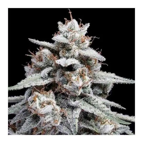 Auto Skywalker Kush