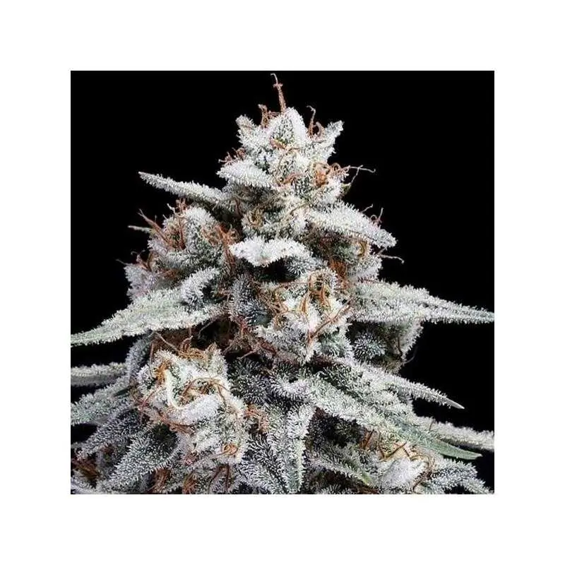 Skywalker Kush Auto