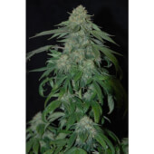 OG Kush Reserva Privada