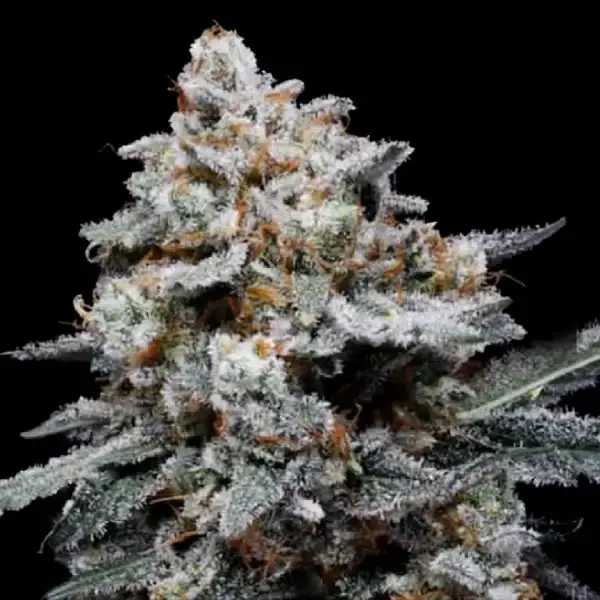 Chemacal Romance Auto