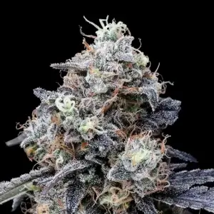 Macmelon Auto