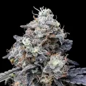 Macmelon Auto