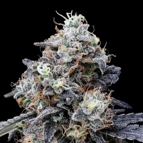Macmelon Auto