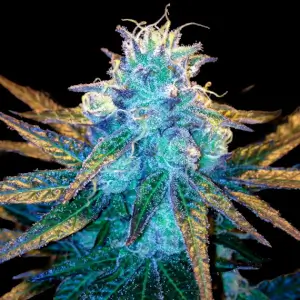 Honey Banana S1