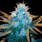 Honey Banana S1