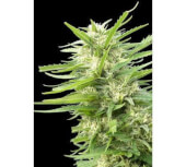 Kritikal Bilbo x AK47