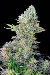 Northern Lights X
