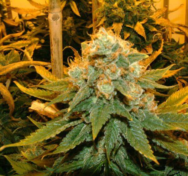 Northern Lights X