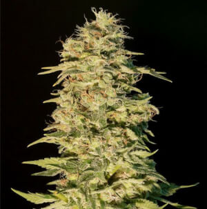 OG Lemon Bilbo