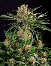 Txerri Bilbo Haze