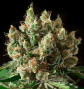 Txerri Bilbo Haze