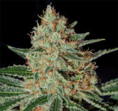 Txerri Bilbo Haze
