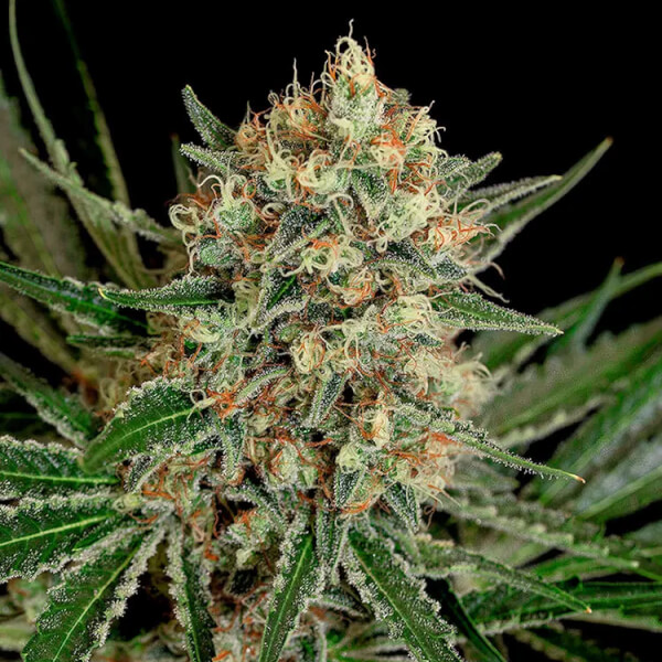 Txerri Bilbo Haze
