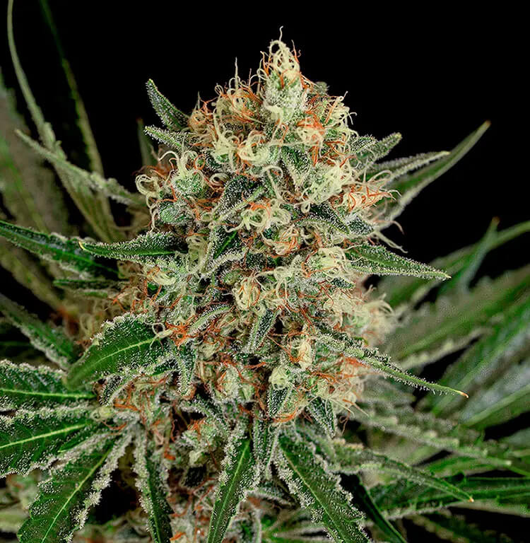 Txerri Bilbo Haze