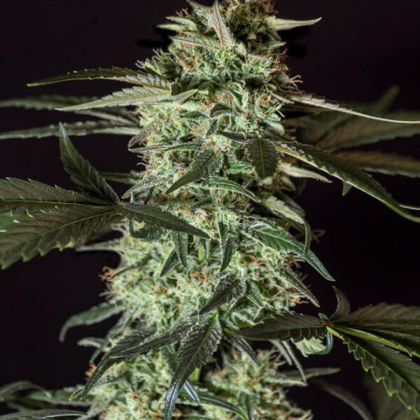 Medizinal CBD