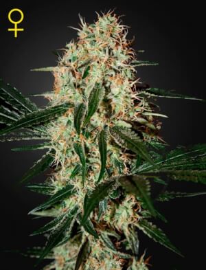 Arjan's Haze #3
