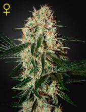 Arjan's Haze #3