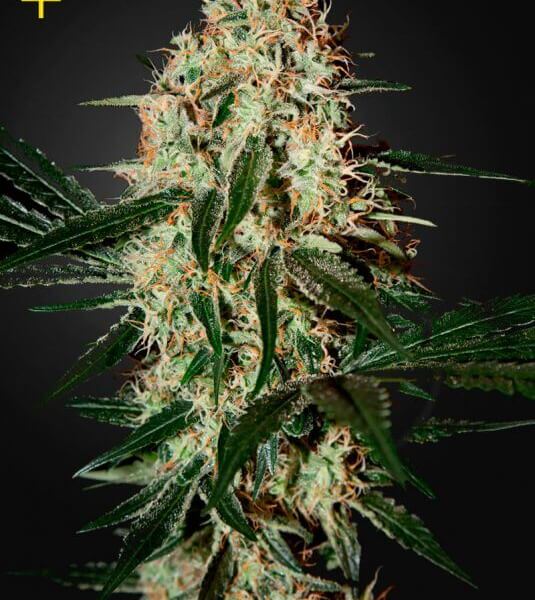 Arjan's Haze #3