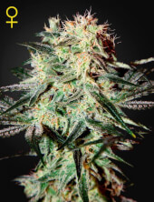Arjan's Strawberry H.