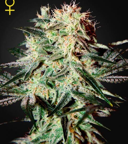 Arjan's Strawberry H.