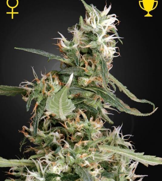 Arjan's Ultra Haze #1
