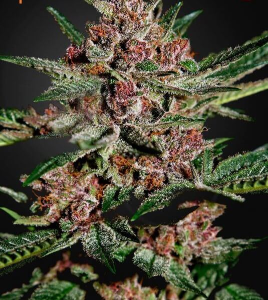 Bubba Kush