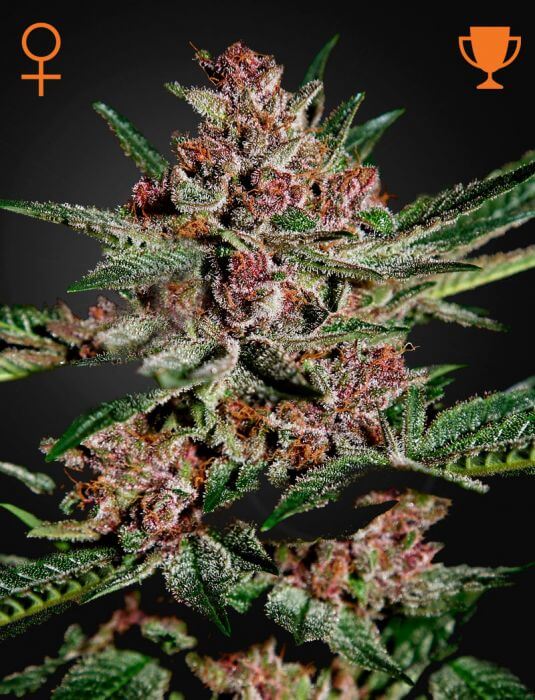 Bubba Kush