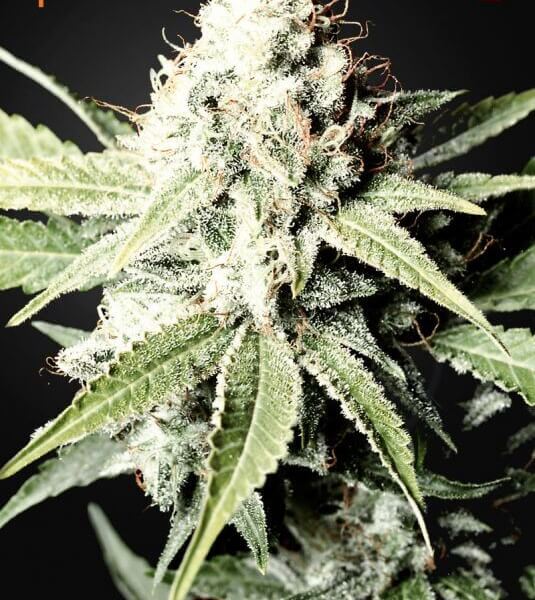 Great White Shark