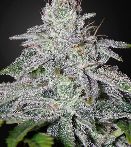 Franco's Lemon Cheese