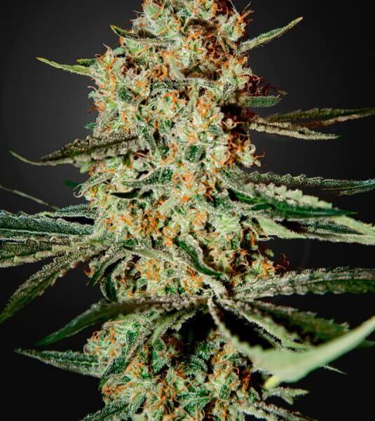 Himalaya Gold