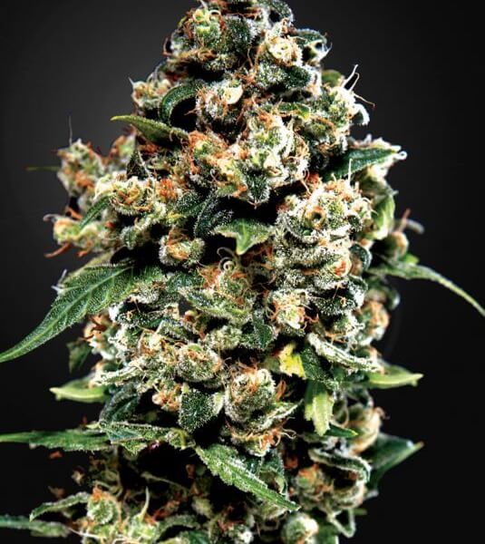 Jack Herer