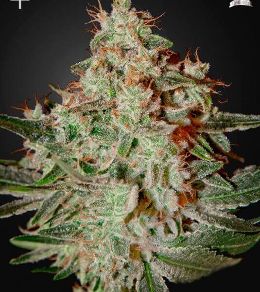 Lemon Skunk