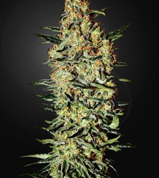 Neville's Haze