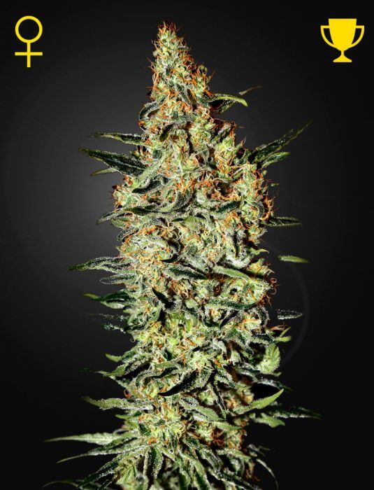Neville's Haze: bank product photo, credit alchimiaweb.com, copyright status shown with credit copyright unverified