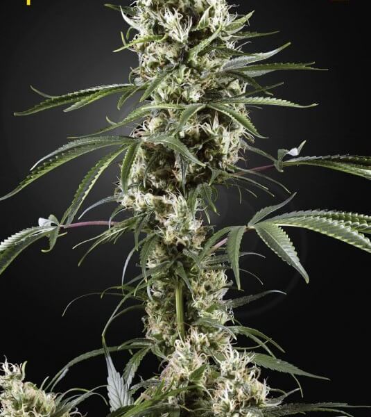 Super Lemon Haze