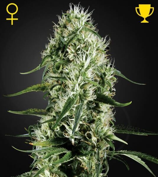 Super Silver Haze
