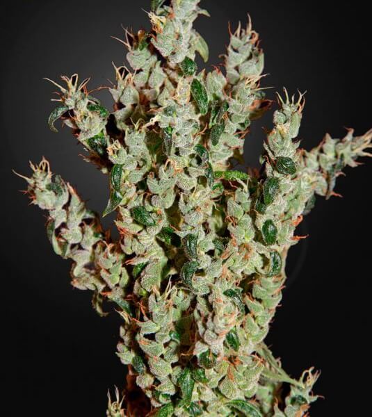 NL5 Haze Mist