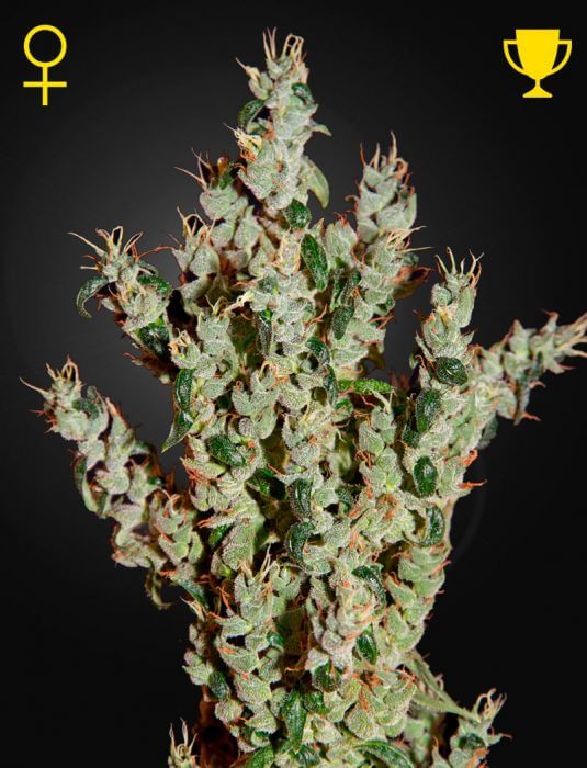 Nl5 Haze Mist